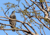 BIRD - EAGLE - CRESTED SNAKE EAGLE - GIR FOREST GUJARAT INDIA (3).JPG