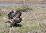 BIRD - EAGLE - GREAT SPOTTED EAGLE - AQUILA CLANGA - LITTLE RANN OF KUTCH GUJARAT INDIA (16).JPG