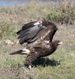 BIRD - EAGLE - GREAT SPOTTED EAGLE - AQUILA CLANGA - LITTLE RANN OF KUTCH GUJARAT INDIA (17).jpg