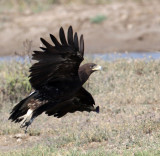 BIRD - EAGLE - GREAT SPOTTED EAGLE - AQUILA CLANGA - LITTLE RANN OF KUTCH GUJARAT INDIA (18).JPG
