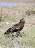BIRD - EAGLE - GREAT SPOTTED EAGLE - AQUILA CLANGA - LITTLE RANN OF KUTCH GUJARAT INDIA (7).JPG