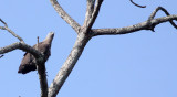 BIRD - EAGLE - GREY-HEADED FISH EAGLE - KAZIRANGA NATIONAL PARK ASSAM INDIA (6).JPG