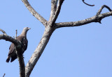 BIRD - EAGLE - GREY-HEADED FISH EAGLE - KAZIRANGA NATIONAL PARK ASSAM INDIA (7).JPG
