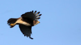 BIRD - EAGLE - SHORT-TOED SNAKE EAGLE - GIR FOREST GUJARAT INDIA (10).JPG