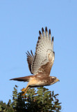 BIRD - EAGLE - SHORT-TOED SNAKE EAGLE - GIR FOREST GUJARAT INDIA (11).JPG