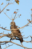 BIRD - EAGLE - SHORT-TOED SNAKE EAGLE - GIR FOREST GUJARAT INDIA (2).JPG