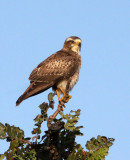 BIRD - EAGLE - SHORT-TOED SNAKE EAGLE - GIR FOREST GUJARAT INDIA (7).JPG