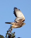 BIRD - EAGLE - SHORT-TOED SNAKE EAGLE - GIR FOREST GUJARAT INDIA (8).JPG