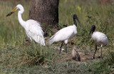 BIRD - EGRET - GREAT EGRET - BLACK-HEADED IBIS - NEAR AHMEDABAD GUJARAT INDIA (3).JPG