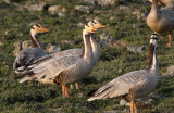 BIRD - GOOSE - BAR-HEADED GOOSE - KAZIRANGA NATIONAL PARK ASSAM INDIA (23).JPG