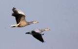 BIRD - GOOSE - BAR-HEADED GOOSE - KAZIRANGA NATIONAL PARK ASSAM INDIA (35).JPG