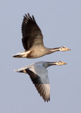 BIRD - GOOSE - BAR-HEADED GOOSE - KAZIRANGA NATIONAL PARK ASSAM INDIA (38).JPG