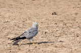 BIRD - HARRIER - MONTAGU'S HARRIER - CIRCUS PYGARGUS - BLACKBUCK NATIONAL PARK INDIA (4).JPG