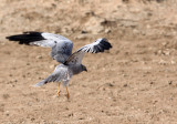 BIRD - HARRIER - MONTAGU'S HARRIER - CIRCUS PYGARGUS - BLACKBUCK NATIONAL PARK INDIA (5).JPG