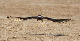 BIRD - HARRIER - PALLID HARRIER - LITTLE RANN OF KUTCH GUJARAT INDIA (11).JPG