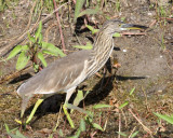 BIRD - HERON - INDIAN POND HERON - LITTLE RANN OF KUTCH GUJARAT INDIA (2).JPG