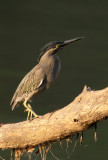 BIRD - HERON - LITTLE HERON - KAZIRANGA NATIONAL PARK ASSAM INDIA (3).JPG