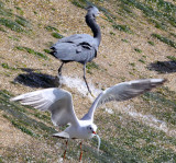 BIRD - HERON - PACIFIC REEF HERON - BEING HARRASSED BY BROWN-HEADED GULL - SOMCHAT GUJARAT INDIA (23).JPG