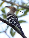 BIRD - HOOPOE - KAZIRANGA NATIONAL PARK ASSAM INDIA (2).JPG