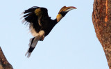 BIRD - HORNBILL - GREAT HORNBILL - KAZIRANGA NATIONAL PARK ASSAM INDIA (10).JPG