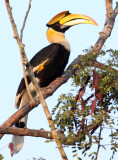 BIRD - HORNBILL - GREAT HORNBILL - KAZIRANGA NATIONAL PARK ASSAM INDIA (21).JPG