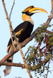BIRD - HORNBILL - GREAT HORNBILL - KAZIRANGA NATIONAL PARK ASSAM INDIA (23).JPG