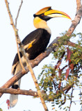 BIRD - HORNBILL - GREAT HORNBILL - KAZIRANGA NATIONAL PARK ASSAM INDIA (25).JPG