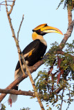 BIRD - HORNBILL - GREAT HORNBILL - KAZIRANGA NATIONAL PARK ASSAM INDIA (31).JPG