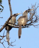BIRD - HORNBILL - INDIAN GREY HORNBILL - BANDHAVGAR NATIONAL PARK INDIA (1).JPG
