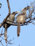 BIRD - HORNBILL - INDIAN GREY HORNBILL - BANDHAVGAR NATIONAL PARK INDIA (4).JPG