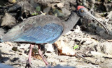 BIRD - IBIS - BLACK IBIS - GIR FOREST GUJARAT INDIA (9).JPG