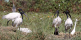 BIRD - IBIS - BLACK-HEADED IBIS - NEAR AHMEDABAD GUJARAT INDIA (5).JPG