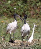 BIRD - IBIS - BLACK-HEADED IBIS - NEAR AHMEDABAD GUJARAT INDIA (8).JPG