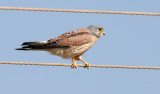 BIRD - KESTREL - COMMON KESTREL - LITTLE RANN OF KUTCH GUJARAT INDIA (12).JPG