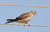 BIRD - KESTREL - COMMON KESTREL - LITTLE RANN OF KUTCH GUJARAT INDIA (8).JPG