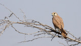 BIRD - KESTREL - LESSER KESTREL - BLACKBUCK NATIONAL PARK INDIA (2).JPG