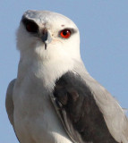 BIRD - KITE - BLACK-SHOULDERED KITE - LITTLE RANN OF KUTCH GUJARAT INDIA (6).jpg