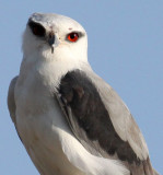 BIRD - KITE - BLACK-SHOULDERED KITE - LITTLE RANN OF KUTCH GUJARAT INDIA (9).jpg