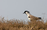 BIRD - LAPWING - RIVER LAPWING - VANELLUS DUVAUCELII - CHAMBAL SANCTUARY INDIA (5).JPG
