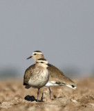 BIRD - LAPWING - SOCIABLE LAPWING - LITTLE RANN OF KUTCH GUJARAT INDIA (15).JPG