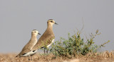 BIRD - LAPWING - SOCIABLE LAPWING - LITTLE RANN OF KUTCH GUJARAT INDIA (35).JPG