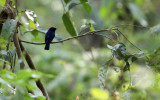 BIRD - NILTAVA - SMALL NILTAVA - KAZIRANGA NATIONAL PARK ASSAM INDIA (1).JPG