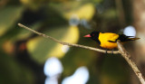 BIRD - ORIOLE - HOODED ORIOLE - KAZIRANGA NATIONAL PARK ASSAM INDIA (9).JPG
