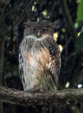 BIRD - OWL - BROWN FISH OWL - KAZIRANGA NATIONAL PARK ASSAM INDIA (16).JPG