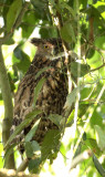 BIRD - OWL - BROWN FISH OWL - KAZIRANGA NATIONAL PARK ASSAM INDIA (4).JPG