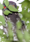 BIRD - OWL - BROWN WOOD OWL - STRIX LEPTOGRAMMICA - CHAMBAL SANCTUARY INDIA (1).JPG
