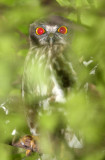 BIRD - OWL - BROWN WOOD OWL - STRIX LEPTOGRAMMICA - CHAMBAL SANCTUARY INDIA (14).JPG