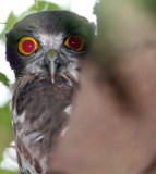 BIRD - OWL - BROWN WOOD OWL - STRIX LEPTOGRAMMICA - CHAMBAL SANCTUARY INDIA (2).JPG