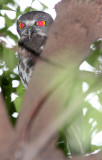 BIRD - OWL - BROWN WOOD OWL - STRIX LEPTOGRAMMICA - CHAMBAL SANCTUARY INDIA (4).JPG