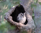 BIRD - OWL - COLLARED SCOPS OWL - BANDHAVGAR NATIONAL PARK INDIA (3).JPG